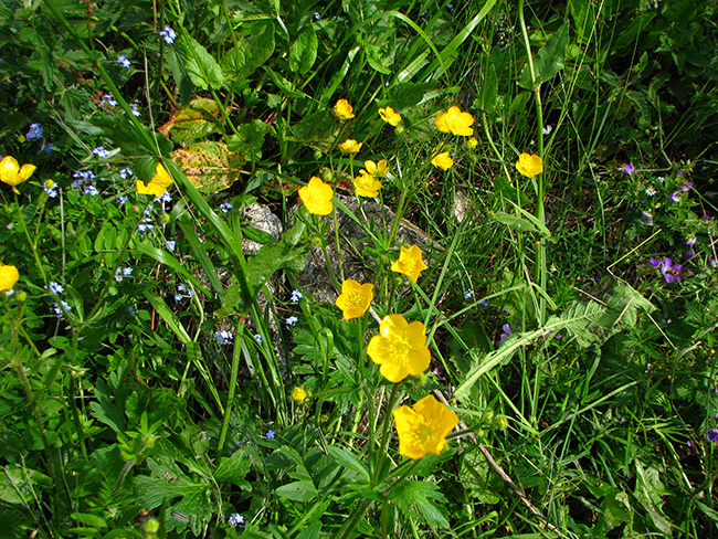 Botaniste en Herbe - Renoncule des bois