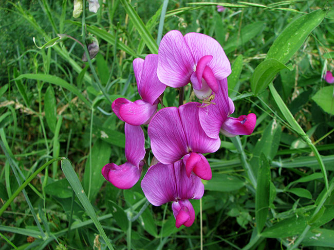 Fleur - Martine 30 septembre - bravo Ajonc  Lathyr_latif_Fl4