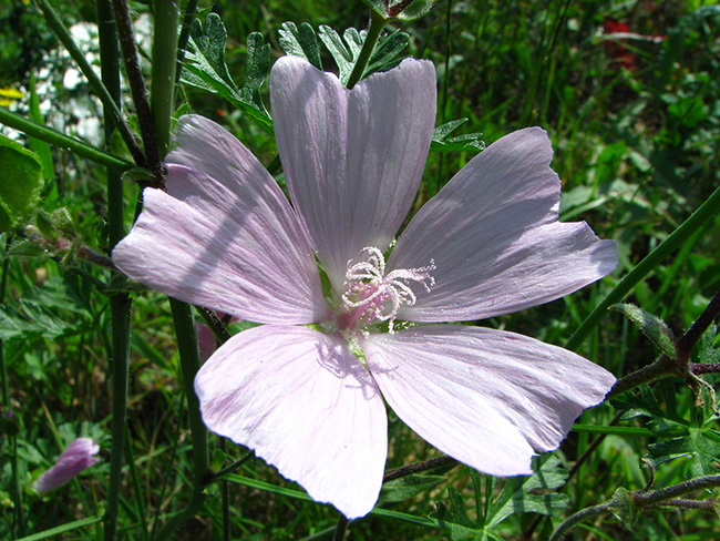 Botaniste en Herbe - Mauve musquée