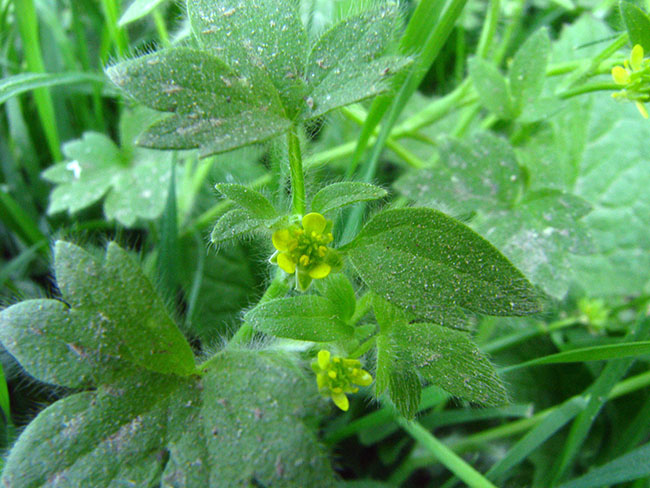 Botaniste en Herbe - Renoncule à petites fleurs